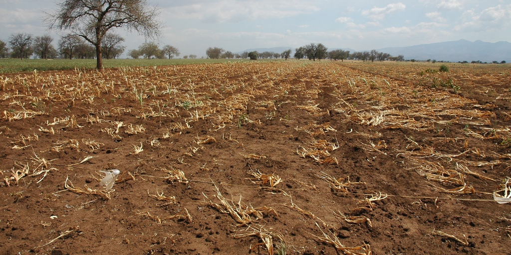 Not to Late For Multi Peril Crop Insurance Cover in WA